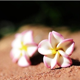 Plumeria Rubra Polymer Clay-Earings